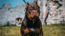 American XL bully dogs to be banned in the UK, what other dogs are on the ban list?
