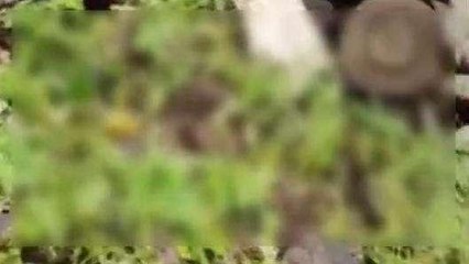 ఆదిలాబాద్: విహార యాత్రలో విషాదం.. జిల్లా వాసులకు రోడ్డు ప్రమాదం