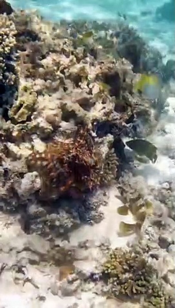 ⁣Octopus Punches a Fish