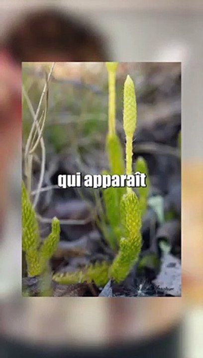 La poudre de lycopodium