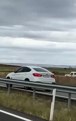 Un buey se pasea por la autovía en Valladolid