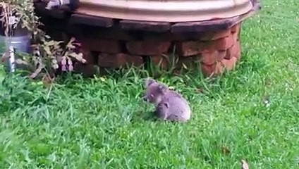 Animals That Might Have Died If Humans Had Not Stepped In