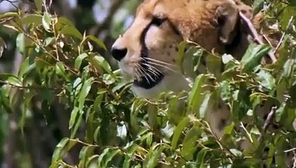 The Fastest Animal Fails To Escape The Jungle King