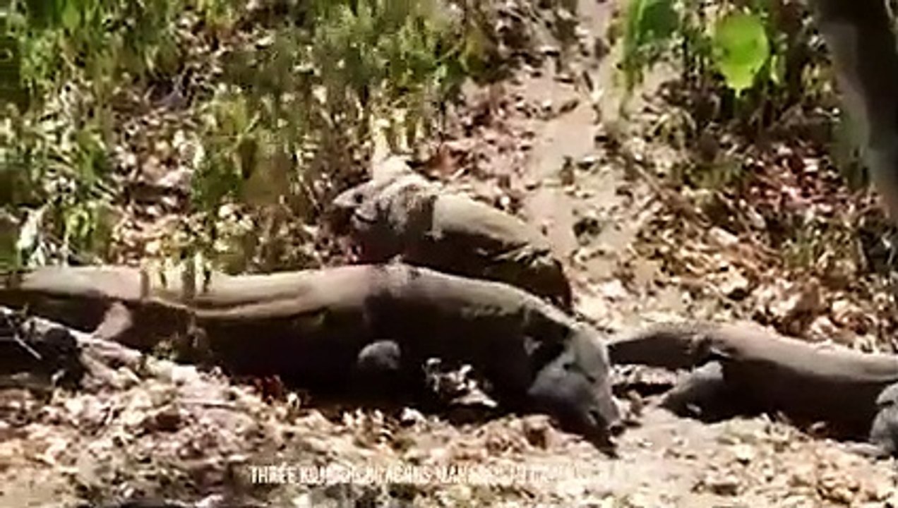 Komodo Dragon Cracked A Bat's Bones And Swallowed It Alive