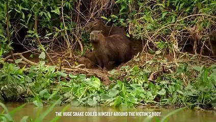 Anaconda Shows The Alligator Who's The Boss