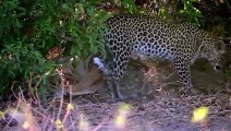 Leopard Teaches a Jackal a Lesson He'll Never Forget