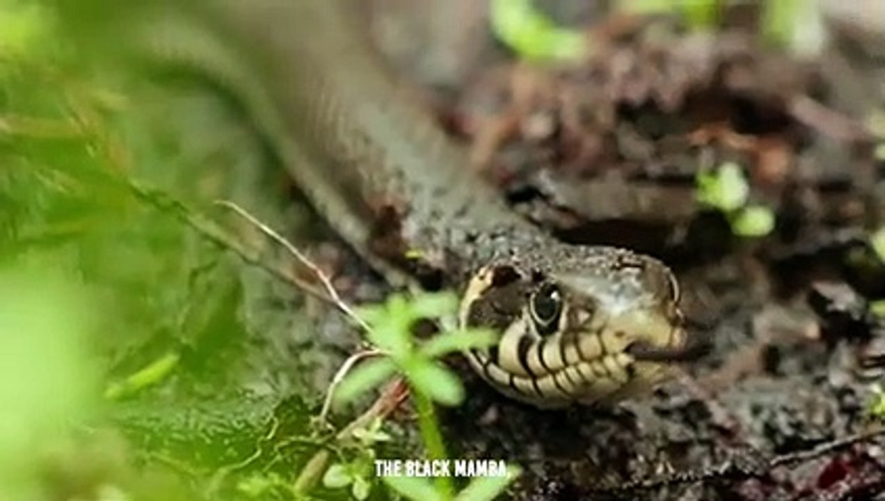 Black Mamba Venom Kills a Giant Hippo