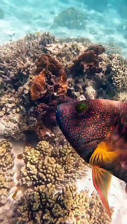 Octopus Gets Pushy