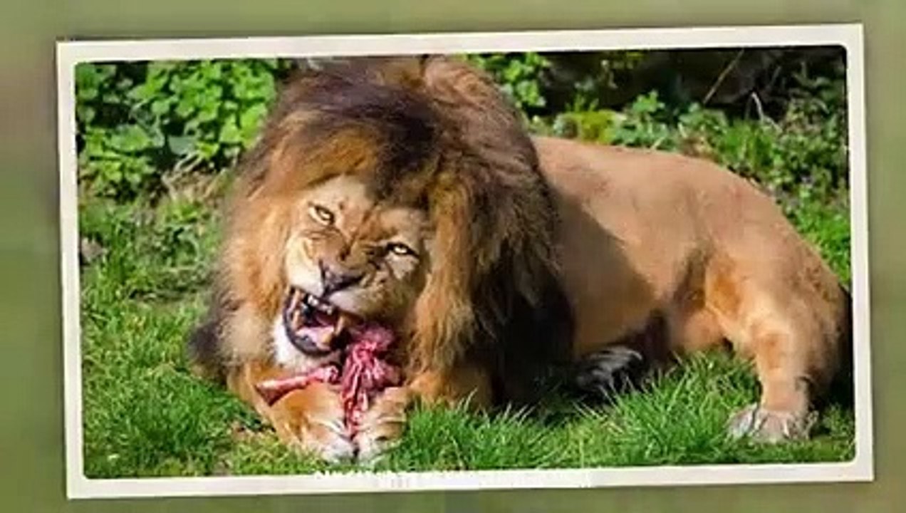 Lion torn an elephant belly and ate its bowel