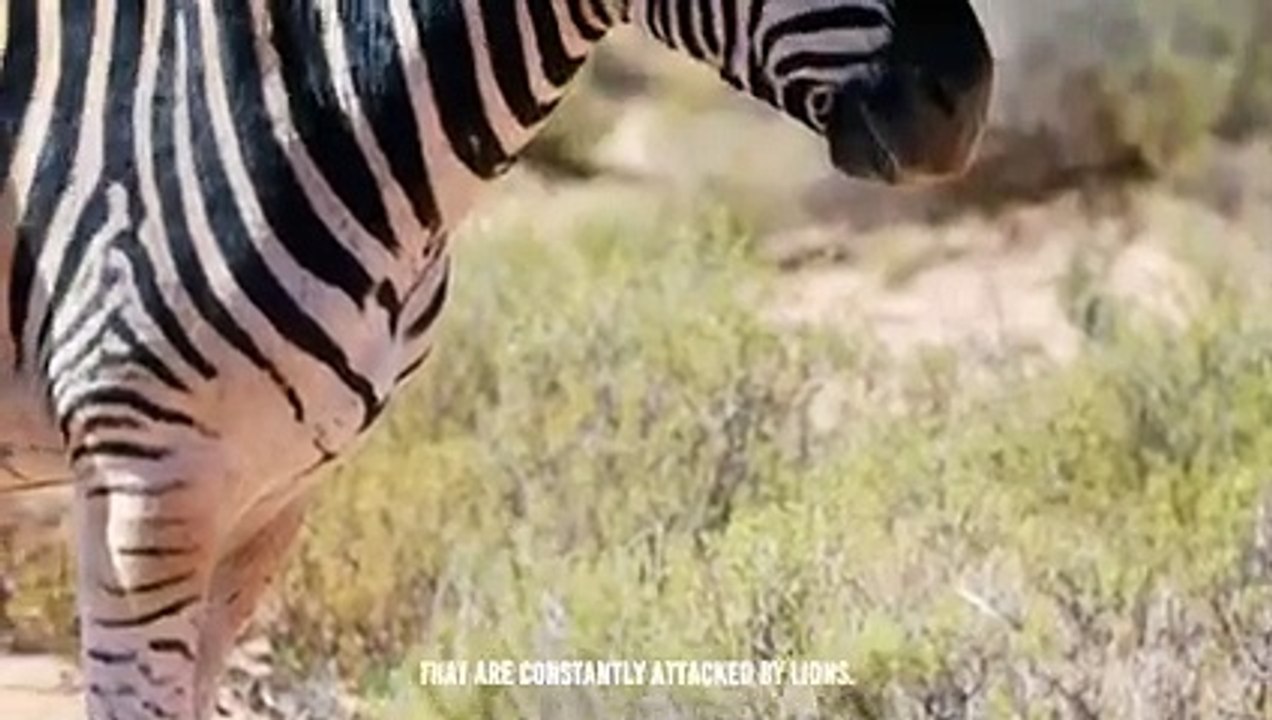 When Horse Face Off Lion..Brutal Fight