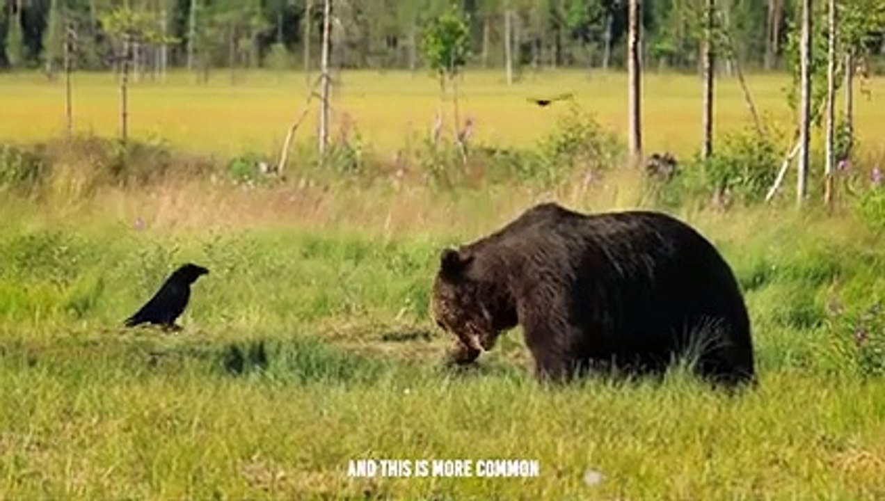 When Bear Face Off Eagle..Fight To Death