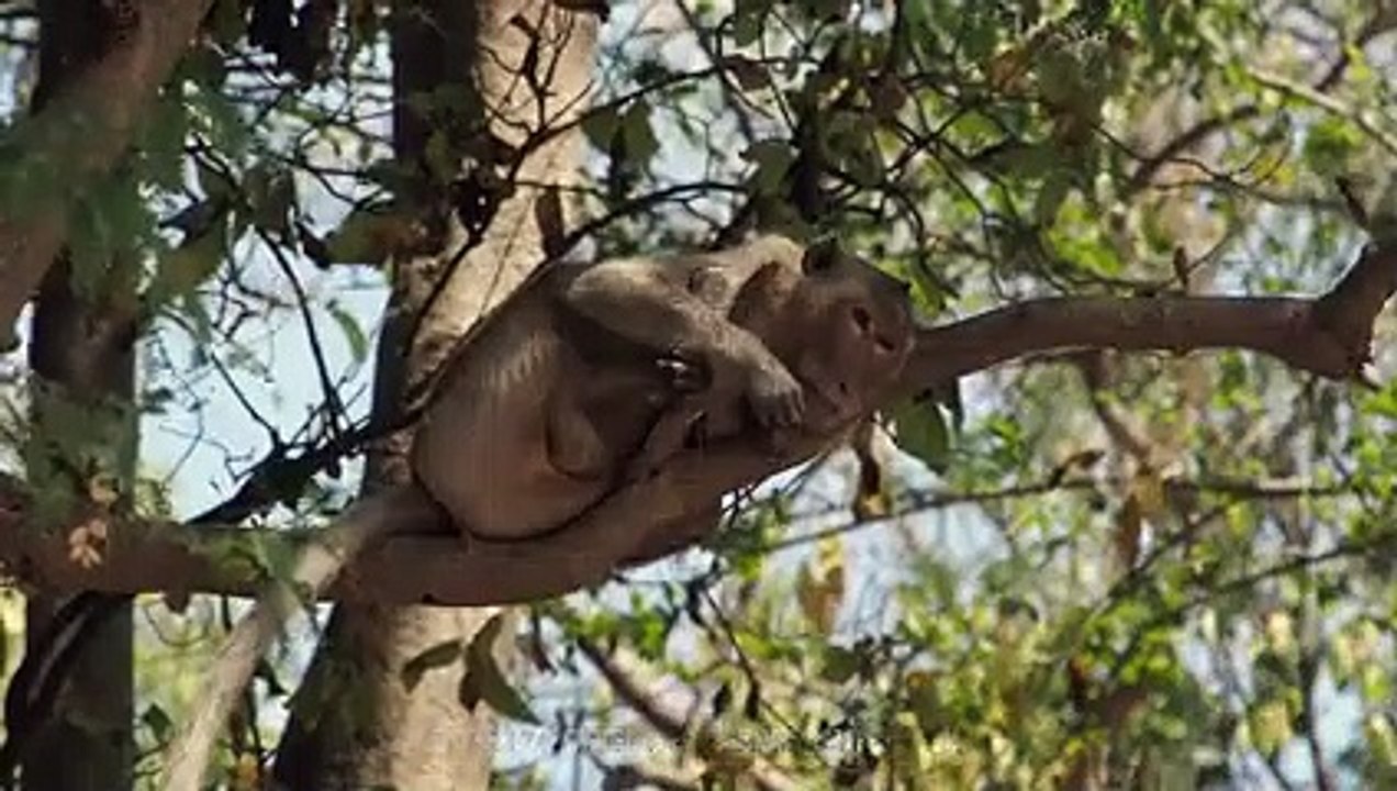 Hyena Exhibit Brutal Force To Face Off The Baboon