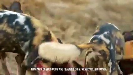 Hyenas Exhibit Brutal Force To Steal Wild Dogs' Meal