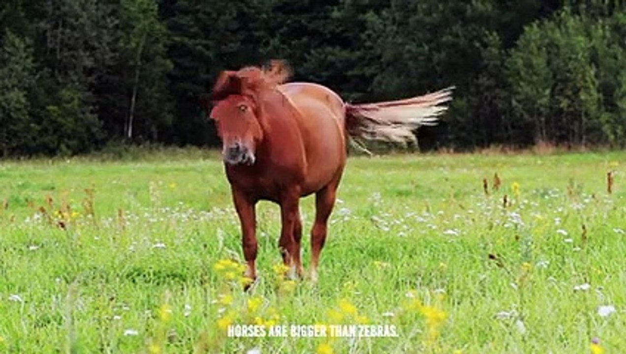 Can Horse Overpower a Lion