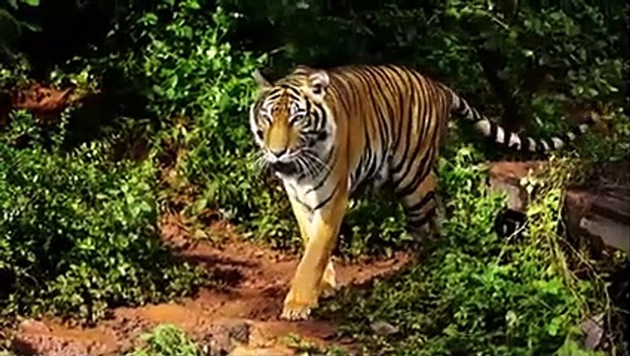 When The Tiger Face-Off The Gorilla