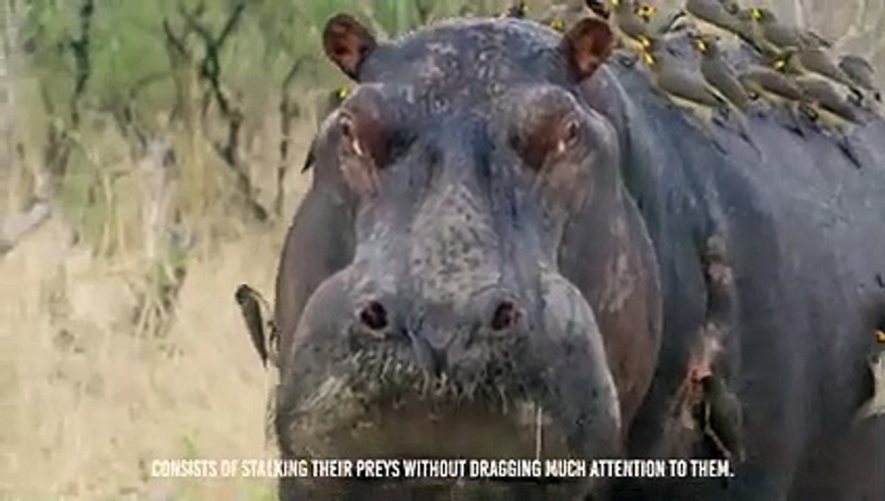 Lions Cut The Hippo's Guts And Eat its Flesh