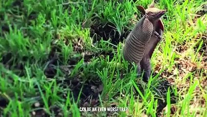 The Armadillo Becomes Unbeatable When It Turns Into a Ball