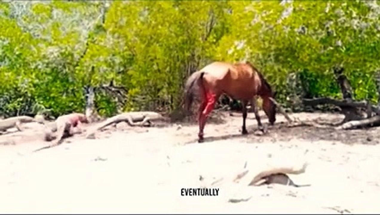 A Crocodile Was Stomped By a Horse