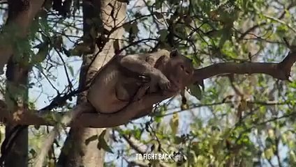 Baboon's Guts Ripped Apart By Wild Dogs