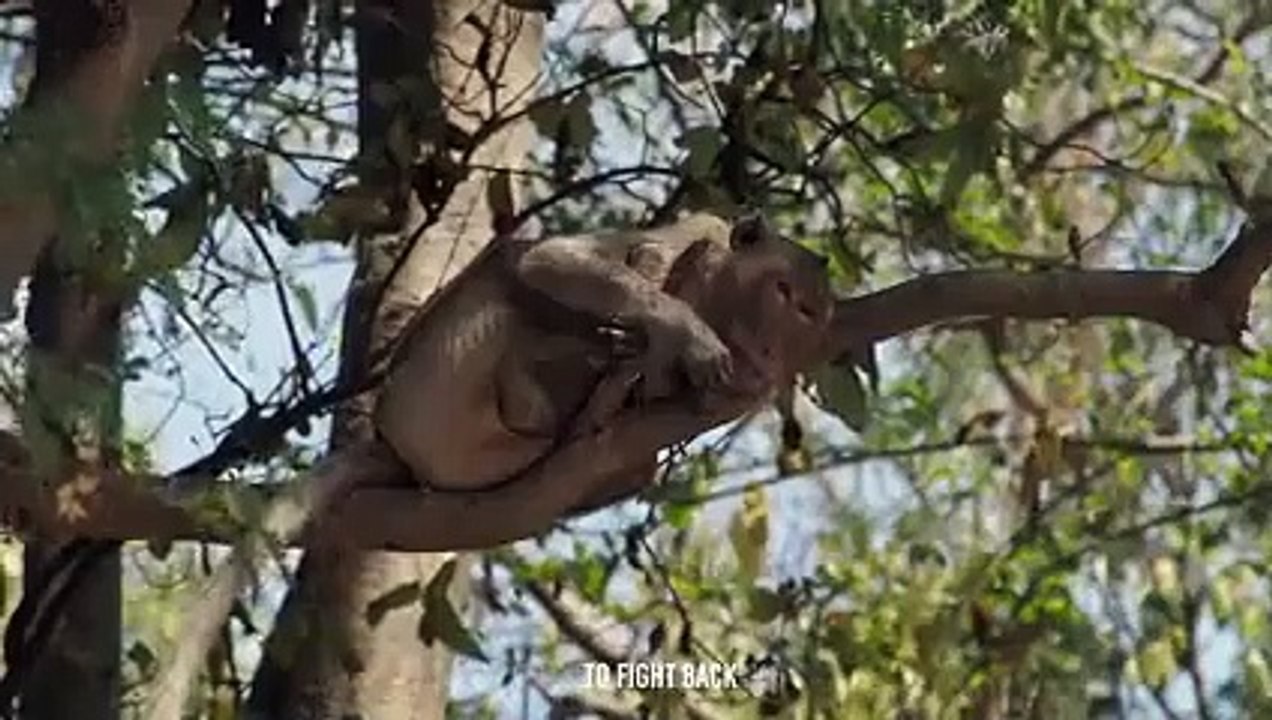 Baboon's Guts Ripped Apart By Wild Dogs