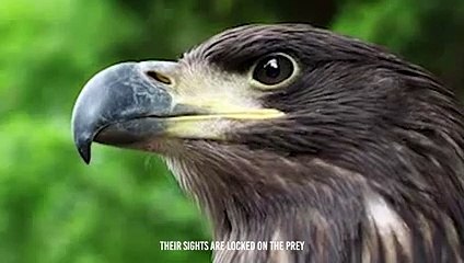An Eagle Cuts Off A Pigeon Head Mercilessly