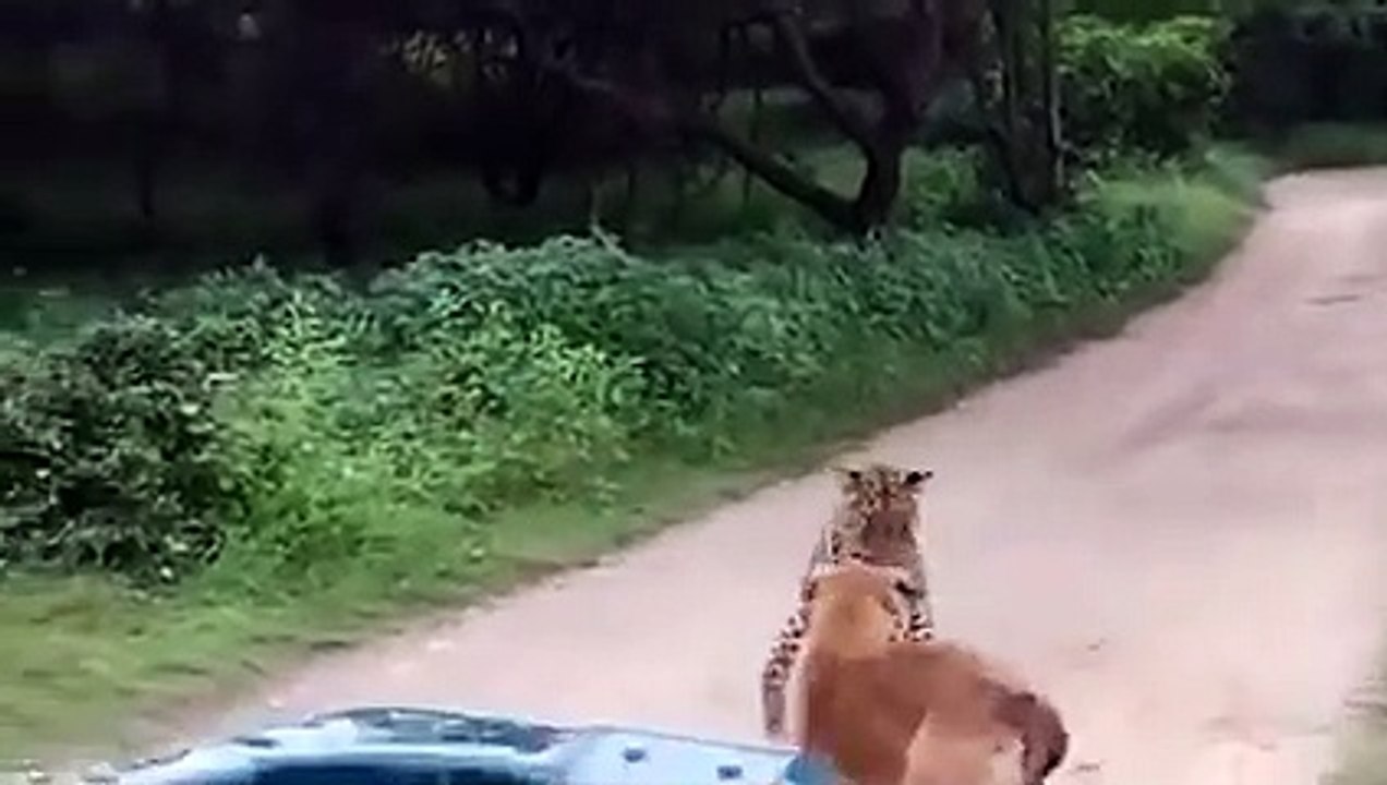 Leopards Murdered And Shred Dogs Apart