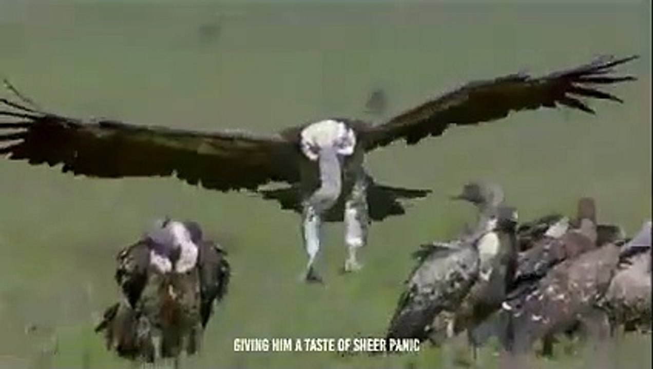 Terrifying!! Hyena Rips a Wildebeest's Guts