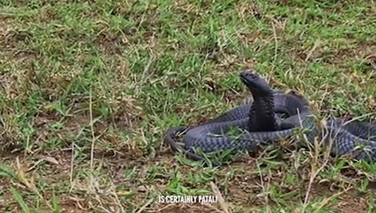 This Snake Killer Is So Terrifying , Even King Cobra is Afraid Of it