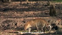 After killing his mother, Leopardess Acted Strangely With The Infant