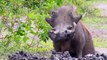 Lions Attack Warthogs Mercilessly