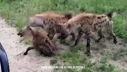 Ruthless Kill !! Hyena Eat Rival Clan Member