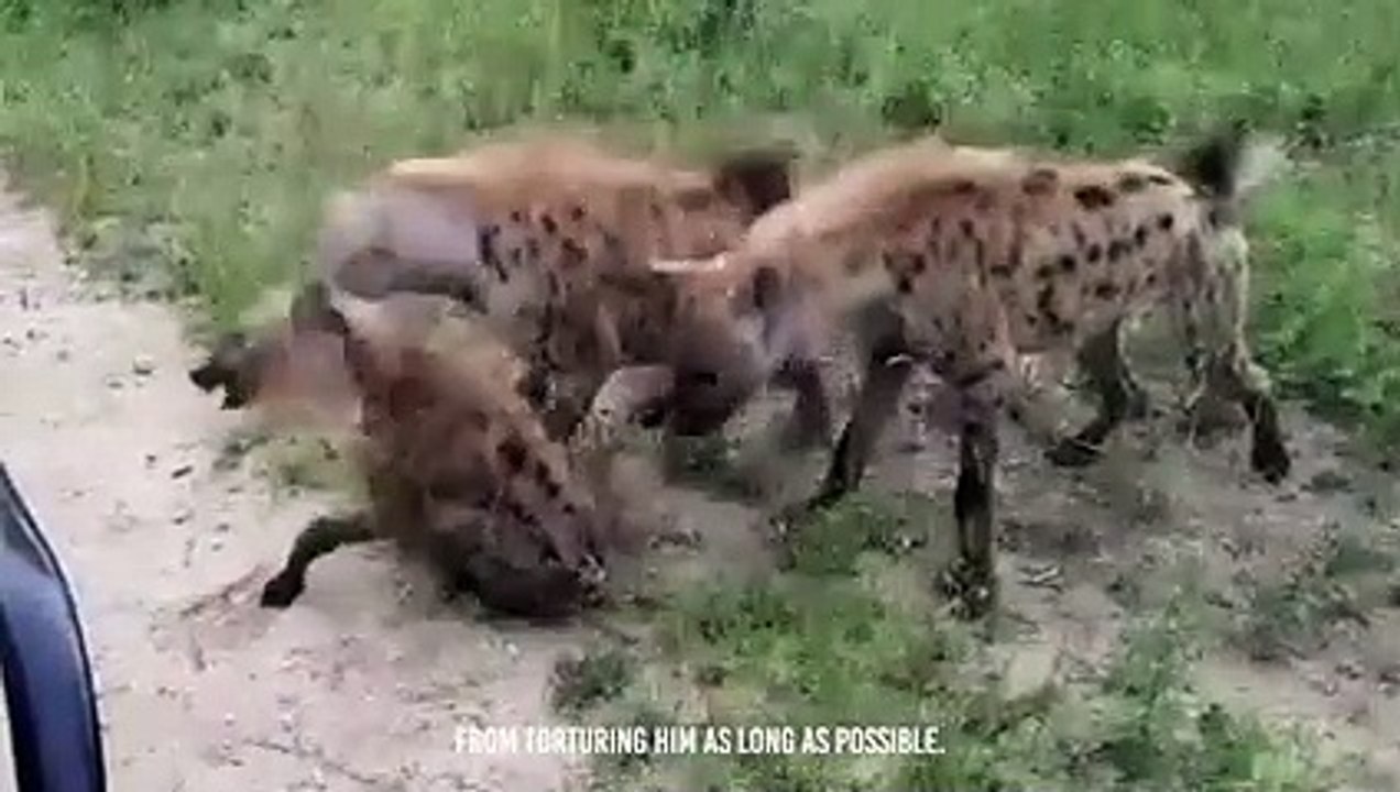 Ruthless Kill !! Hyena Eat Rival Clan Member