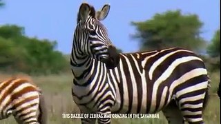 Zebra's Guts Ripped Apart By Hyenas