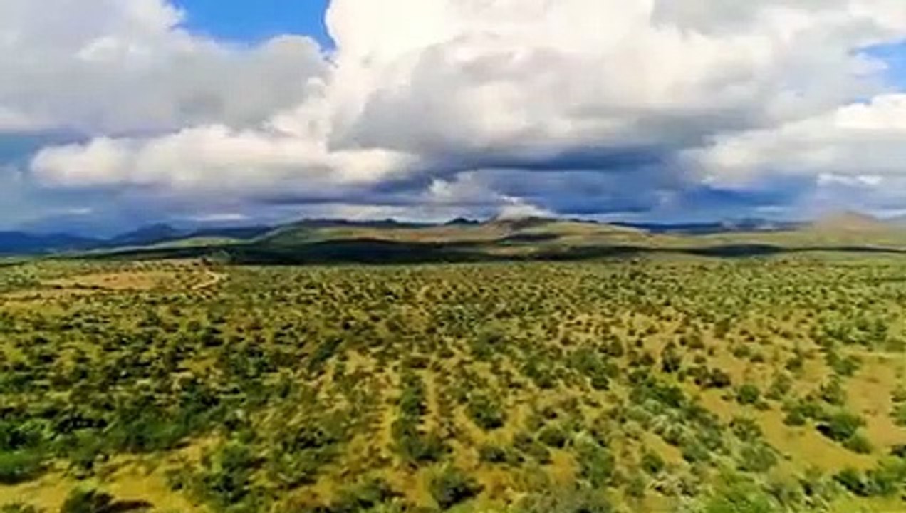 Trois Guépard vs Autruche, Combat à Mort !!
