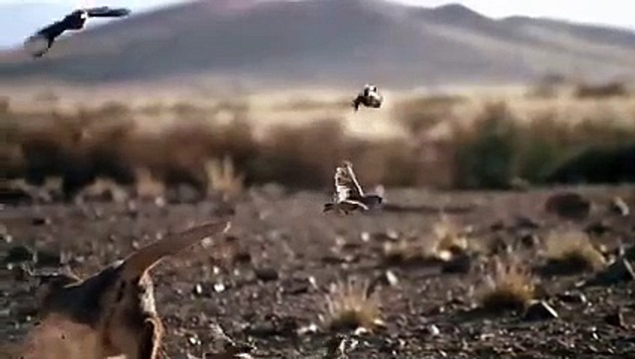 Expert Bird Hunter  Caracal Hunt Flamingo