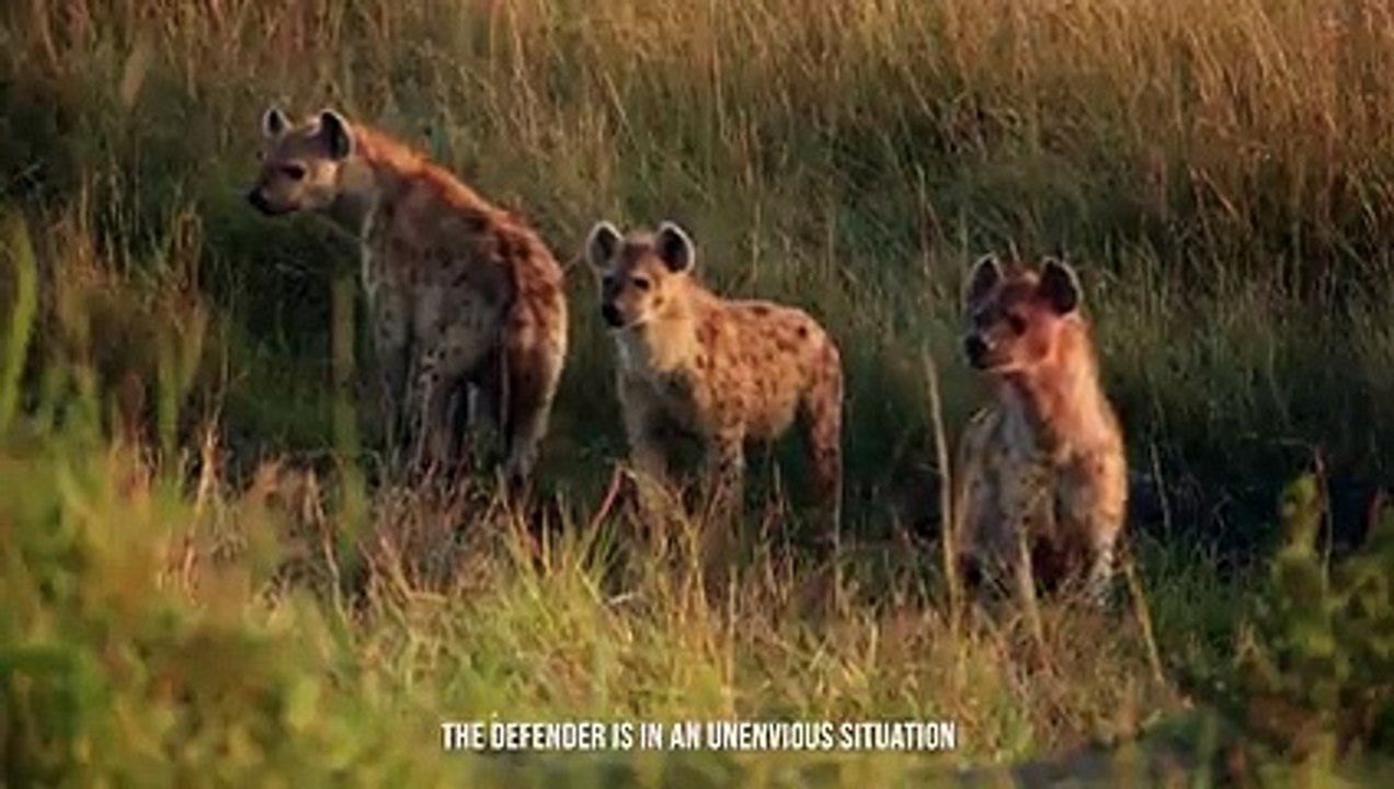 Is The Lion The Real King Of The Jungle