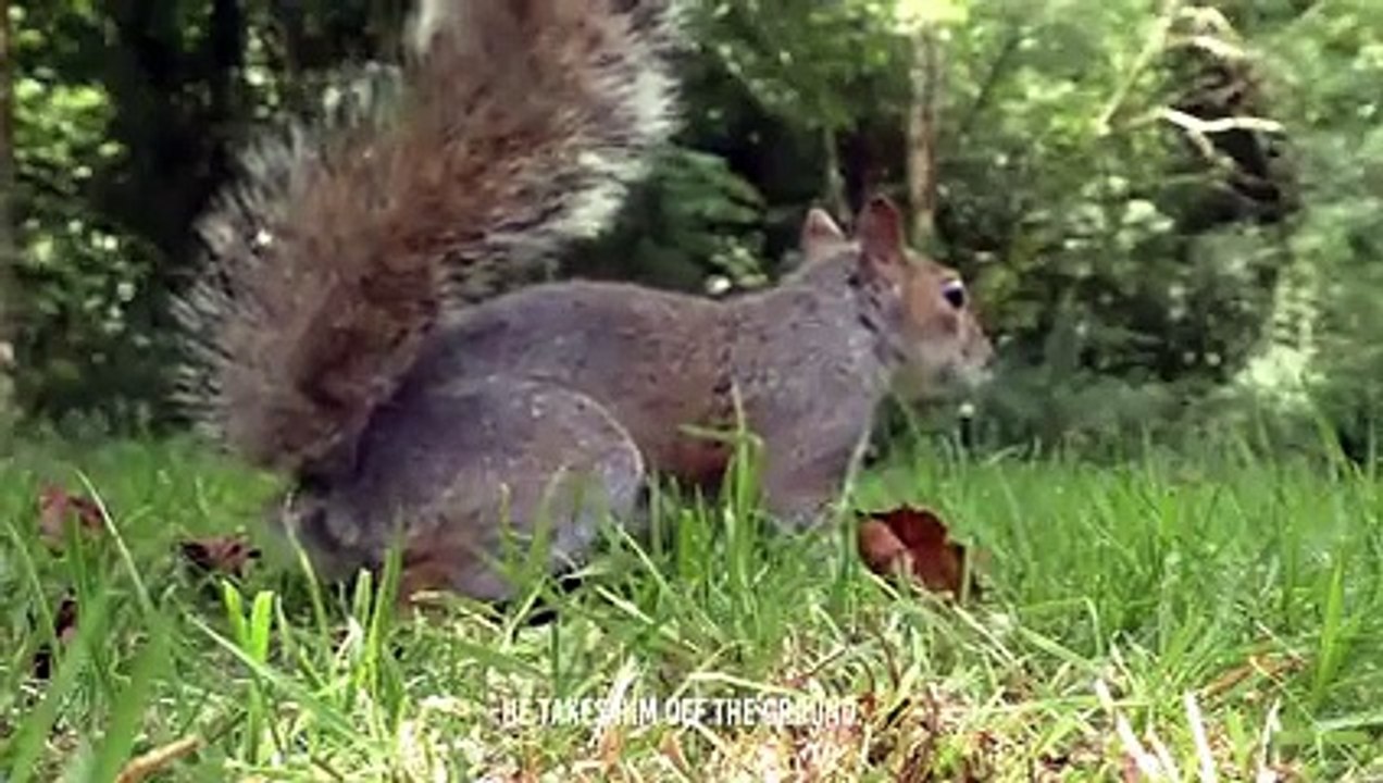 Heron Cracks Squirrel's Bones And Swallow Him Alive