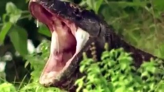 Komodo Dragons Prefer to Consume Their Prey Alive