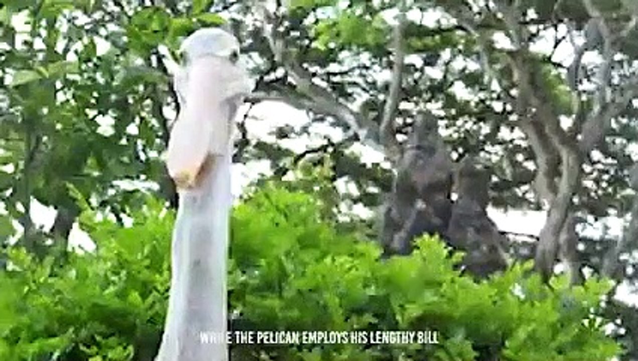 Horrible...This Pelican Swallows A shark In Seconds