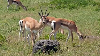 Jackals Kill An Impala Alive, The Mother Can't Save Her Baby