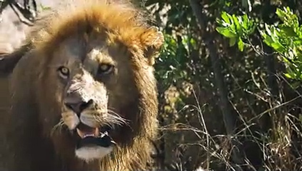 Impala Dying In a Lion Jaw   Male Lions Always Eat First
