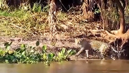 Brave Otters Attack The Jaguar To Save Their Friend