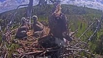 Eagle Snatches Baby Leopard, But his Mother Manages to get Revenge