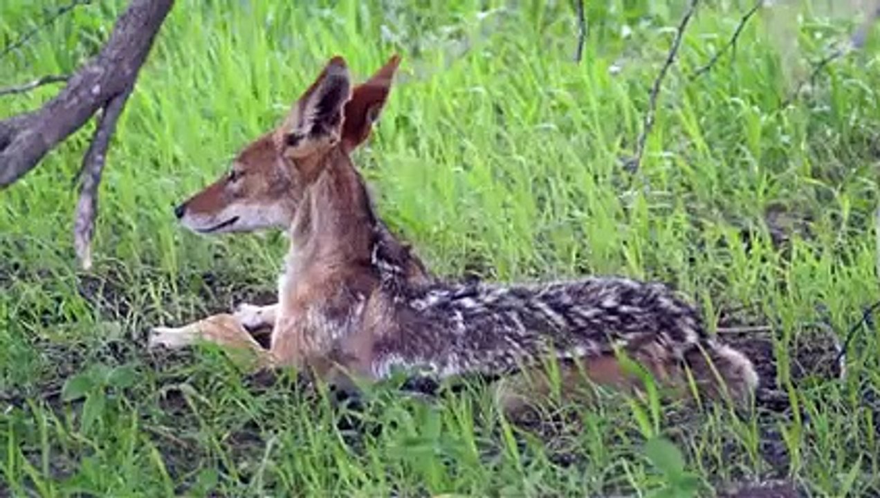 Jackals Fighting Baby Impala and His Mother