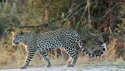 After Baboon Mother Dies, Leopard Treats Baby Baboon Like it's Mother