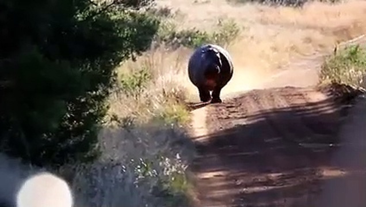 When Lions Work Together Against a Hippo !!