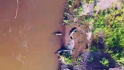 Fight Between Zebras and Crocodiles