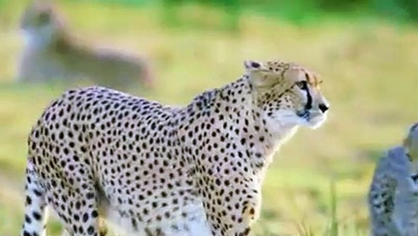 Gazelle Combat Trois Guépards ! Quand les Proies Combattent les Prédateurs