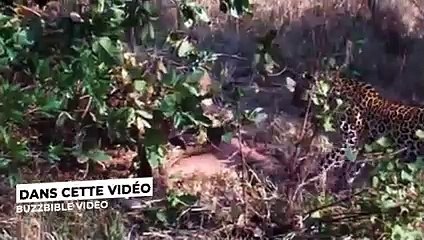 SERPENT ANACONDA VS LÉOPARD, JAGUAR, CROCODILE .. INCROYABLE BATAILLE ÉPIQUE !!