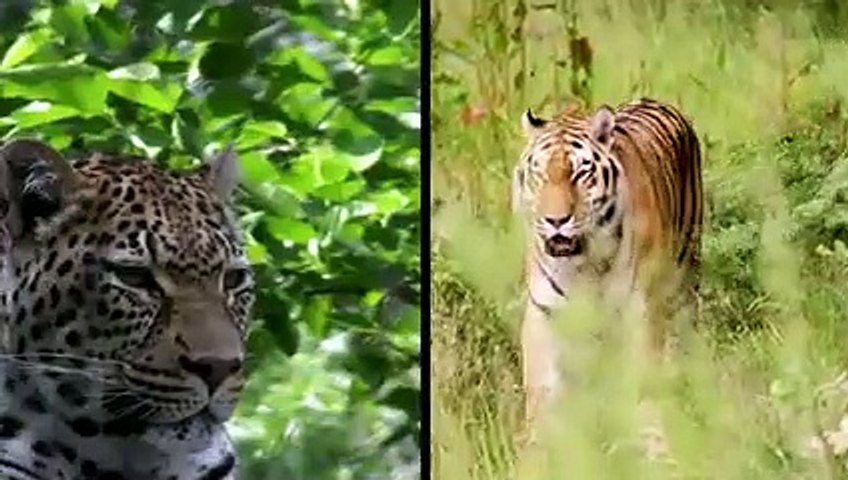 BATTLE BETWEEN A DOG AND A LEOPARD, WHO WILL WIN